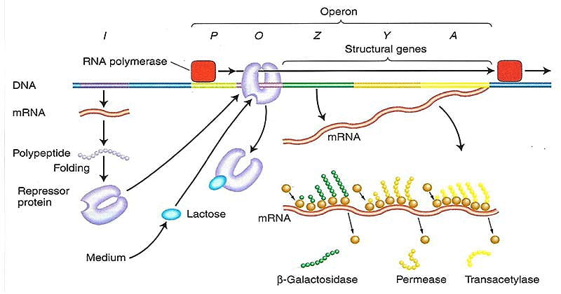 Operon Model And The Lac Operon | Science Vision