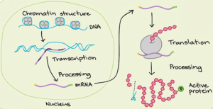 Regulation of Gene Expression:-