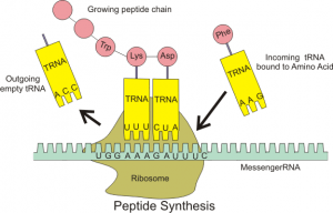 प्रोटीन संश्लेषण (protein synthesis) 2 Translation Protein synthesis 300x192 2