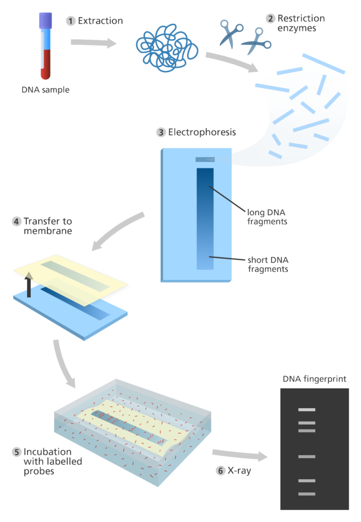 dna fingerprint yourgenome