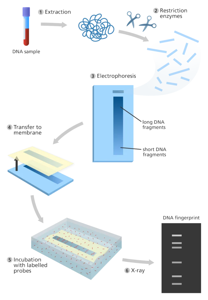 DNA fingerprinting and its applications 1 dna fingerprint yourgenome