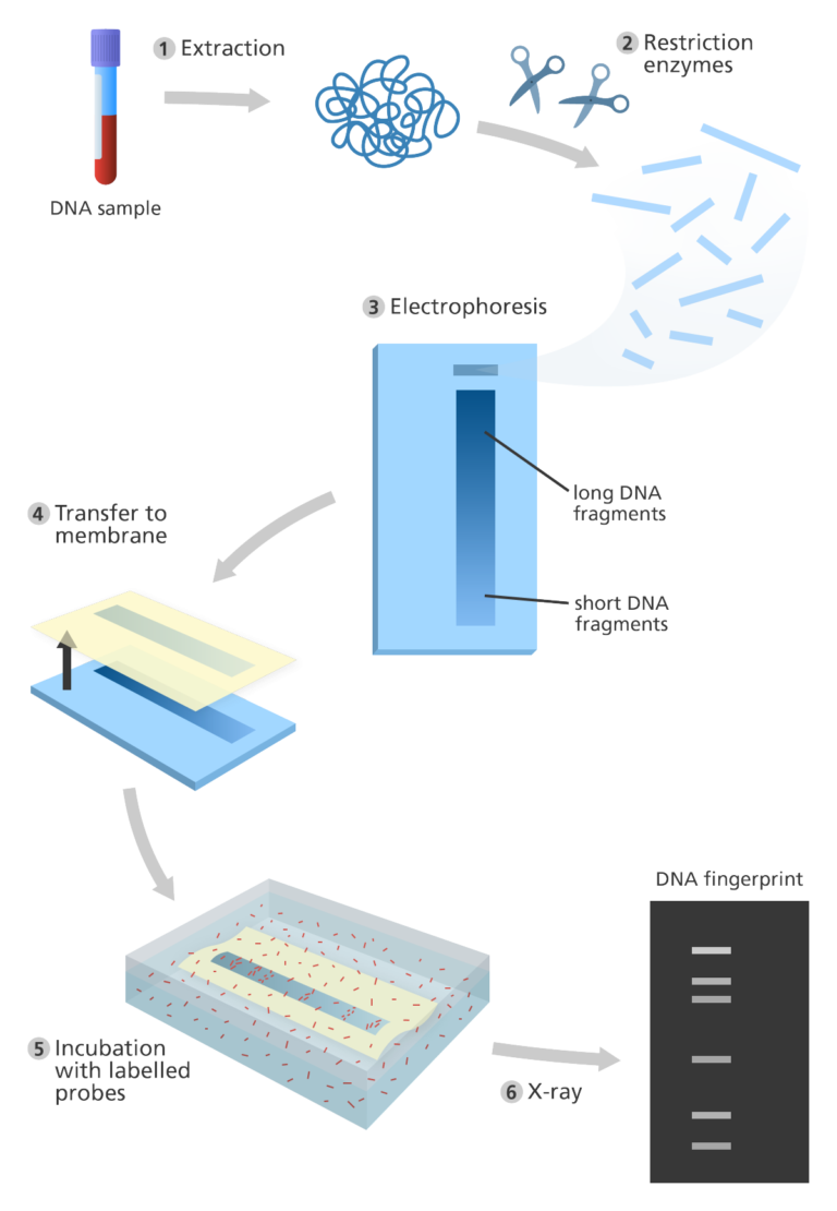 DNA Fingerprinting And Its Applications | Science Vision