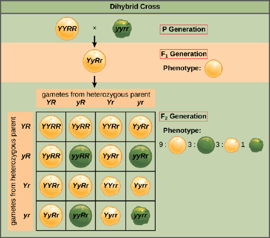 Figure 12 03 02 1