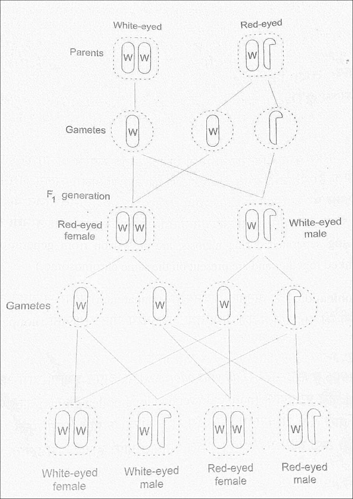Exceptions To Mendel's Laws Dominance, Codominance And