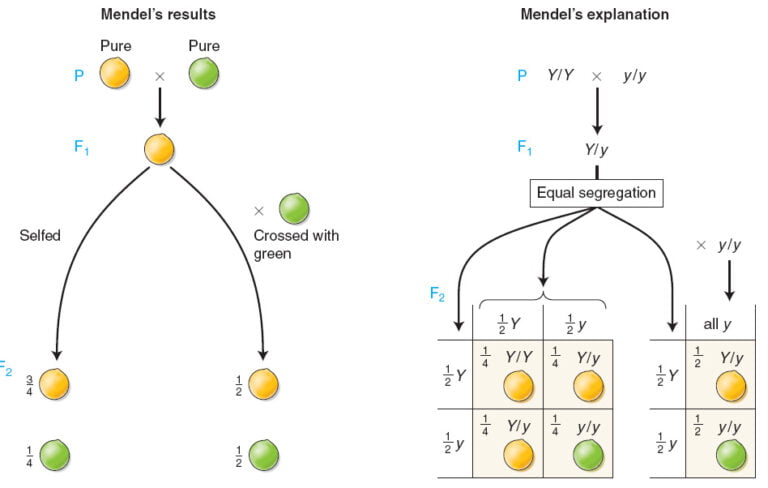 Mendels Laws Of Inheritance And Chromosomal Theory Of Inheritance