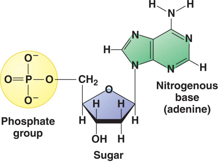 three parts of nucleotide