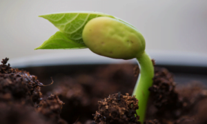 Development of Embryo in Flowering Plants