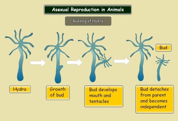 asexual reproduction in animals 600x407 1