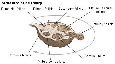 Human reproduction (Ovary)