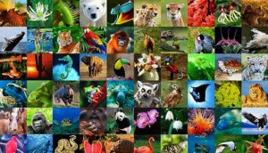 Biodiversity and Conservation