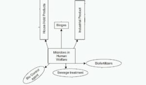 Microbes in Human Welfare