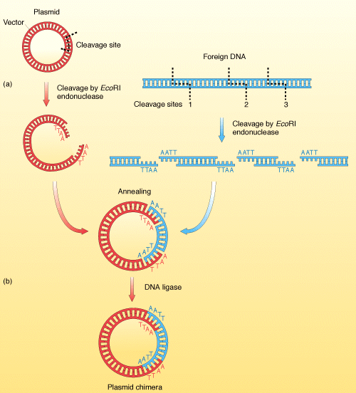 chimericDNA