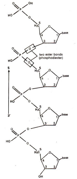RNA की संरचना एवं प्रकार 2 f25.13
