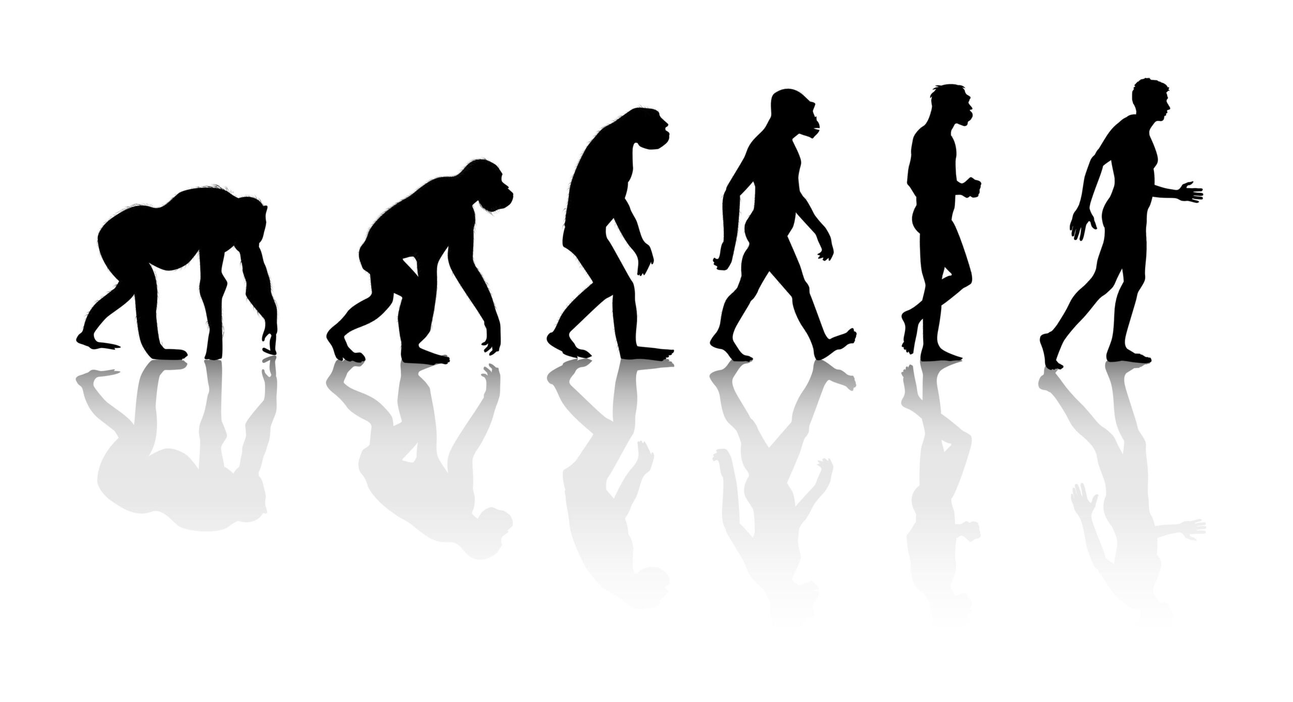 Darwin Evolution of Man scaled