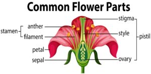 Diagram of the Parts of a Flower scaled