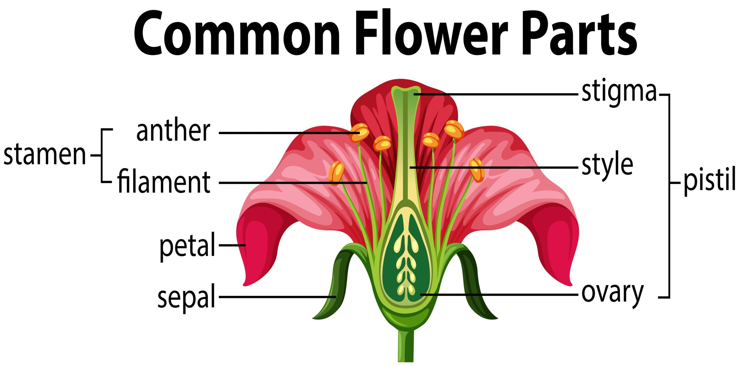 Sexual Reproduction In Flowering Plants Structure Of Flower Pollination And Double