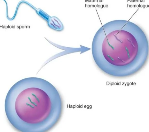 Gametes and Fertilization