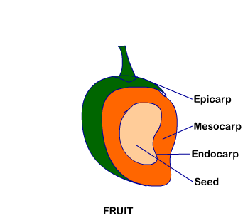 11 bio chapter 5 fig 15