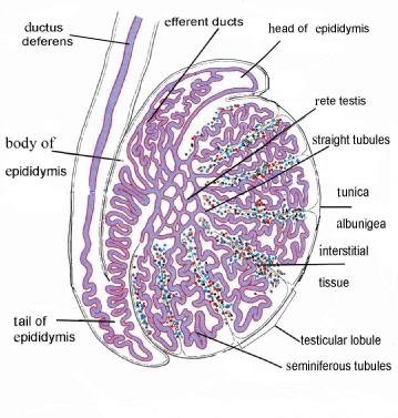 General overview of the histological organization of testis and epididymis