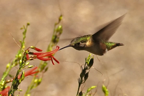 hummingbird penstemon lg