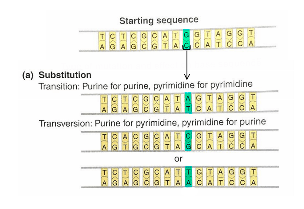 substitution mutation