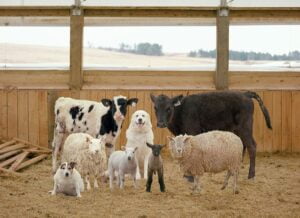 पशुपालन