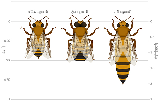 bee caste sizes hindi