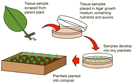 Steps in plant tissue culture Orbit Biotech Training