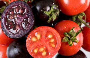 “आनुवंशिकतः रूपांतरित जीव” क्या है। “आनुवंशिकतः संशोधित फसलों” का विवरण दीजिए।