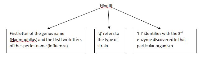 Restriction Enzyme HindIII