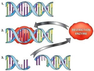 प्रतिबंधन एंजाइम्स