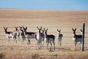 कुल आबादी का स्वरूप क्या-क्या है? संक्षेप में लिखें