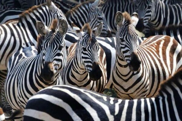 Zebras FedericoCabelloPhotography