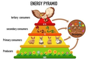 FreeVector Sciencesimplifiedecologicalpyramid