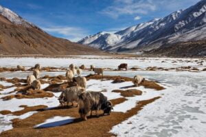 HemisNationalParkLadakhIndia