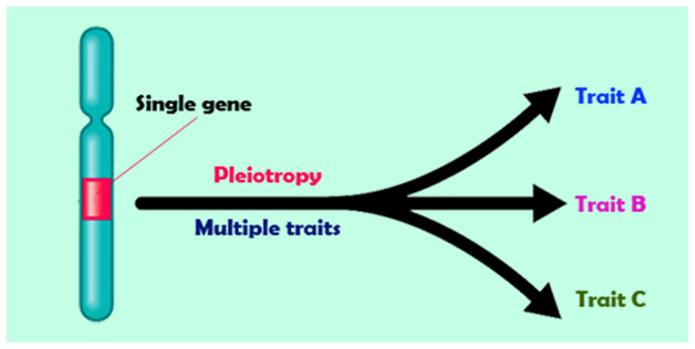 बहुप्रभाविता / प्लियोट्रॉपी (Pleiotropy) क्या है? 1 135