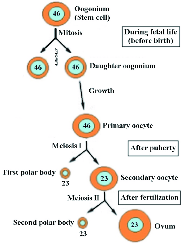 Diagrams showing oogenesis