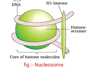 DNA कुंडली का पैकेजिंग कैसे होता है? 1 IMG 20171018 173351