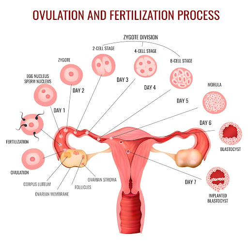 Ovulation and Fertilization Process