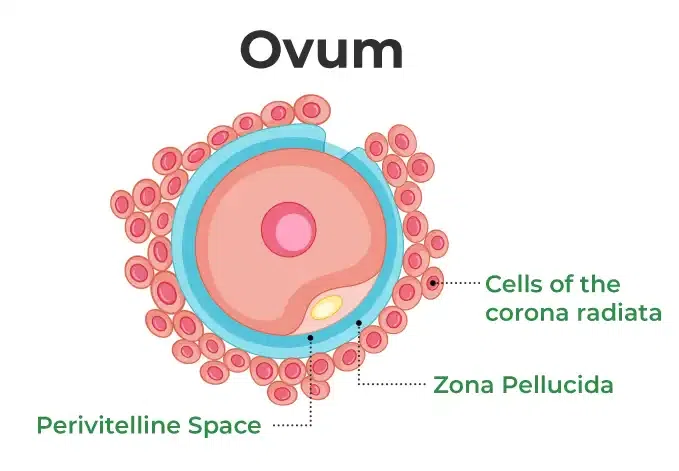 Ovum 1