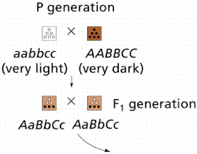 बहुजीनी वंशागति / पॉलीजेनिक इनहेरिटेंस (Polygenic Inheritance) क्या है? 1 SKIN1A
