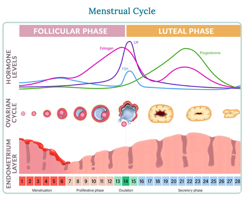 menstrual cycle