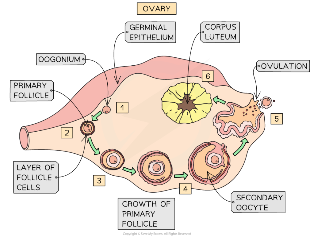 oogenesis 1