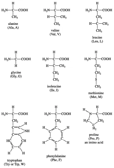 Group I amino acids biochemistry chemical compound