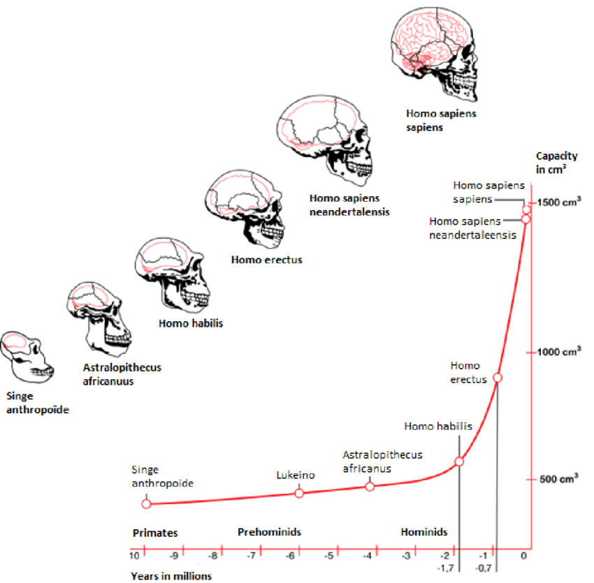 मानव का विकास 1 Human evolution based on skull endocasts of fossil archaic primates and early hominids