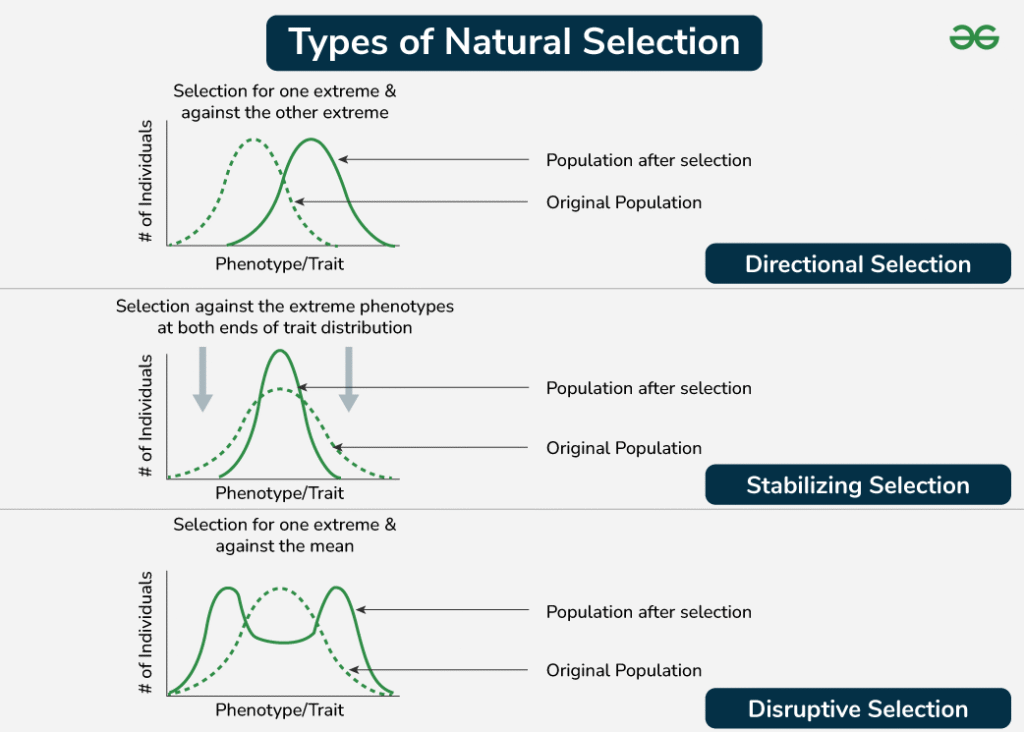 हार्डी - वेनबर्ग संतुलन 2 Natural Selection 1