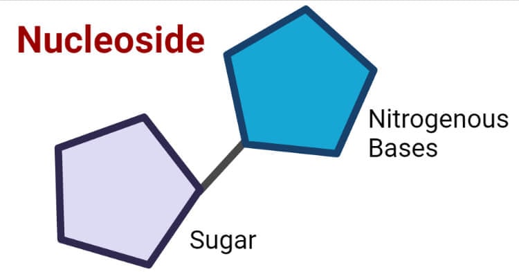 Nucleoside