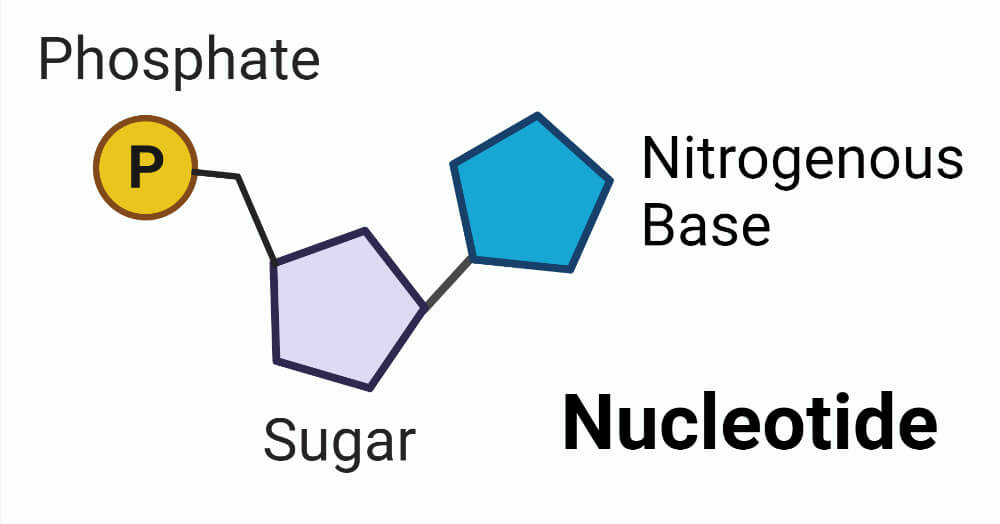Nucleotide