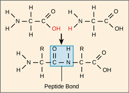Peptide Bond Formation