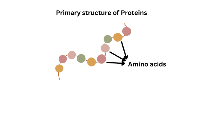 Primary structure of protein 1
